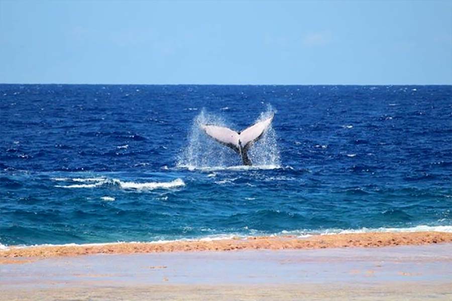 Observation des baleines